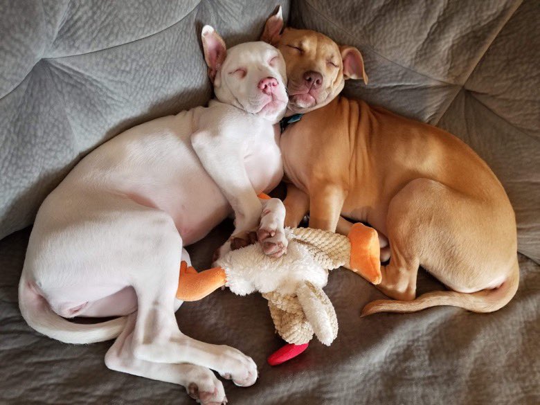 dog_rates's tweet photo. This is Andi and Olli. They fell asleep arguing over who gets to cuddle the chicken toy. 13/10 for both https://t.co/FzhD5cINOd