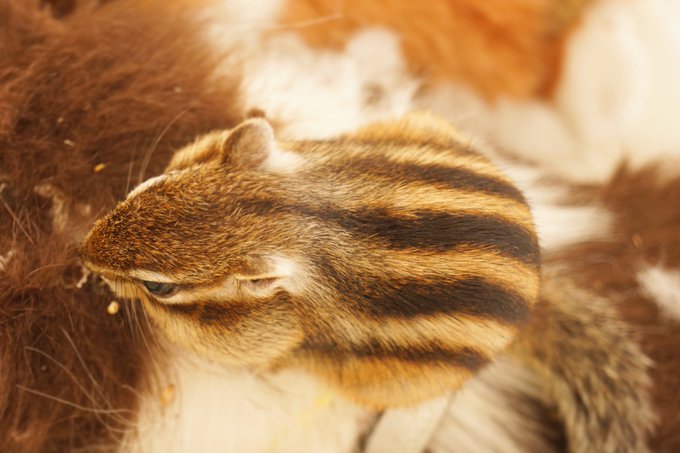 シマリス の評価や評判 感想など みんなの反応を1日ごとにまとめて紹介 ついラン