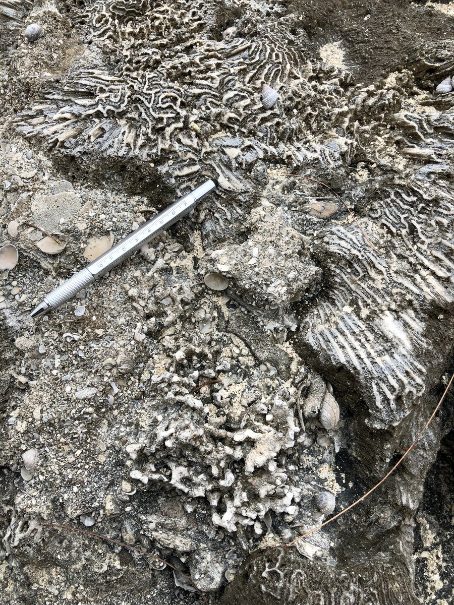 Prescott Vayda tweet media