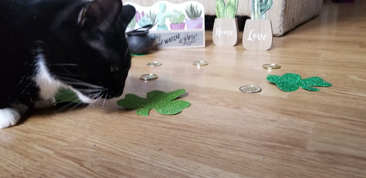 KittylaKitty2's tweet photo. 💙Satsuki's Thoughts: What is this? Why is this on the floor? Why does it sparkle? This does not smell like a real plant. I'm suspicious.
#StPatricksDay2020 #CatsOnTwitter #catsofquarantine #luckycat #tuxedocat #catoftheday #instagam #partycat #suspicious https://t.co/xAIl5CpDzu