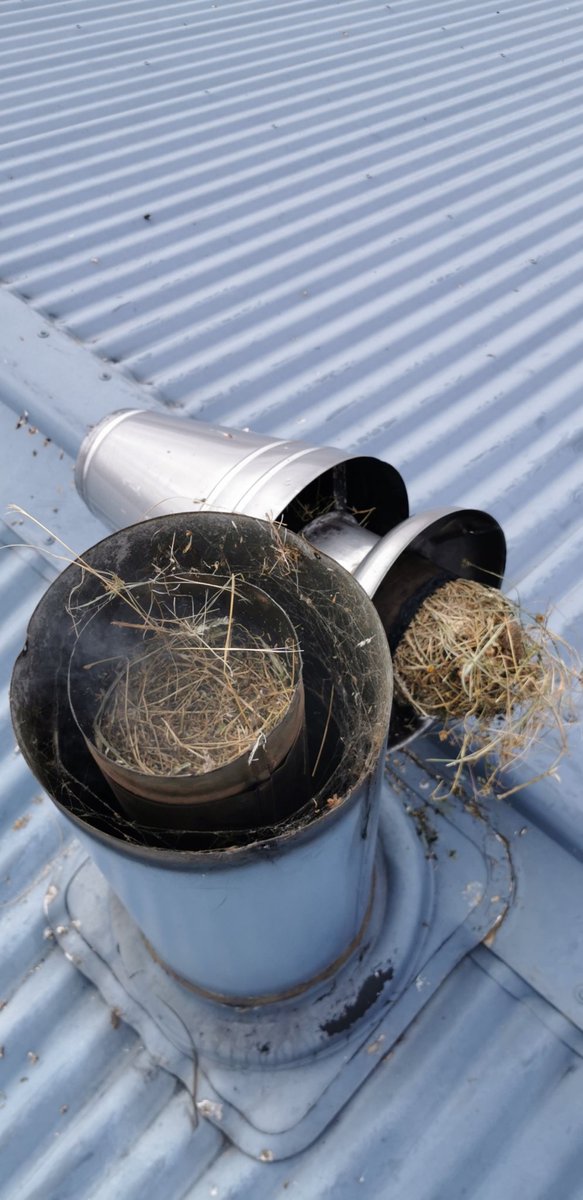 Fortunately I don't have Corona virus but I do have bird flu..