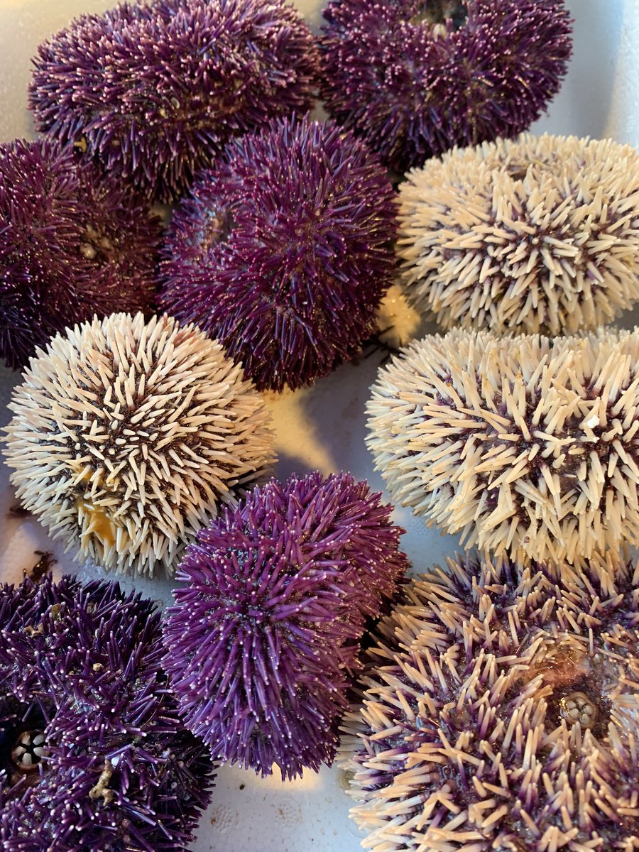 All shops are still open with a terrific range of British Fish and Shellfish.