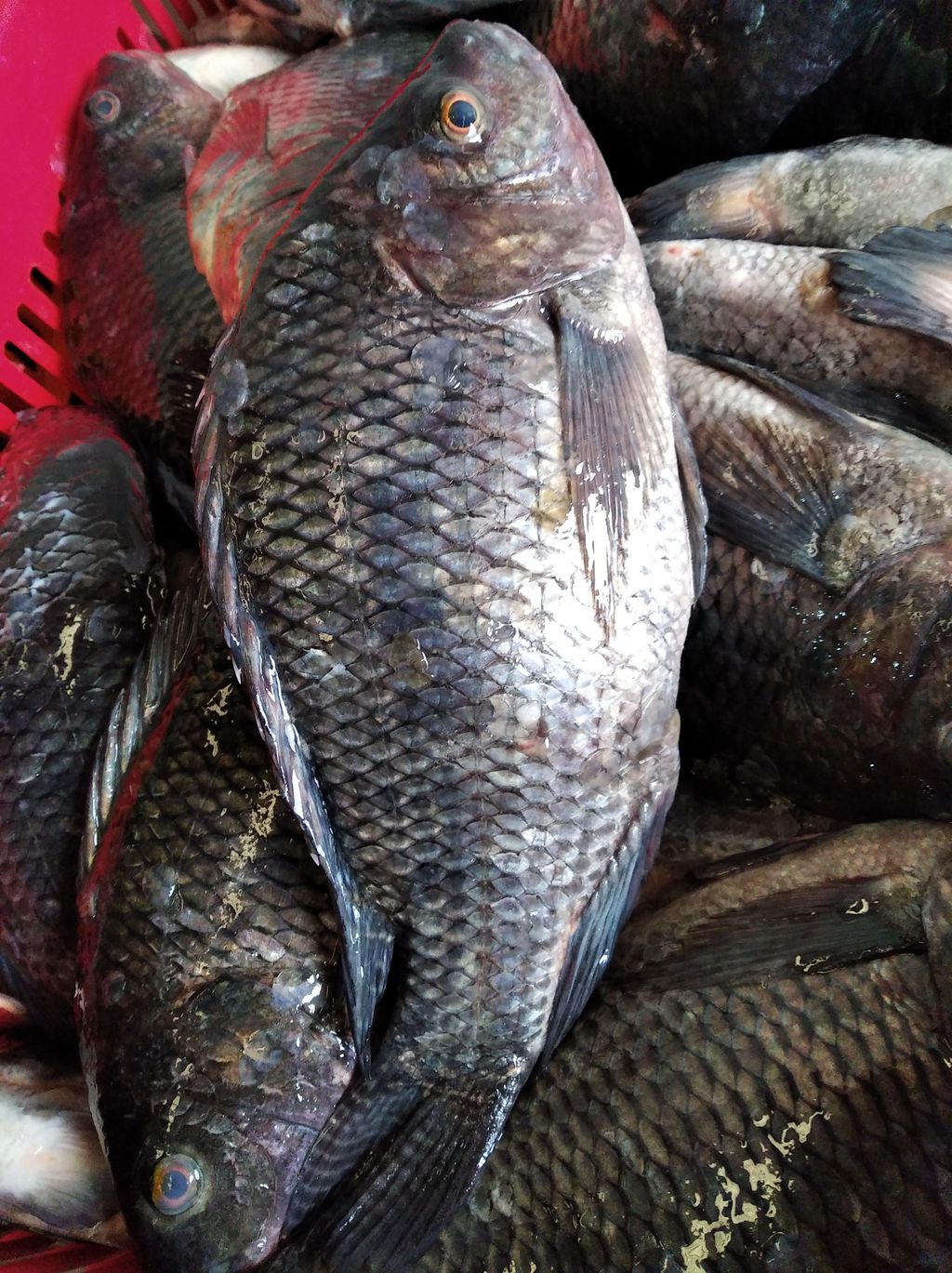 Keep It Cool Now Available At Keep It Cool Tilapia Nile Perch Nile Perch Fillet Fresh At Affordable Prices Make Your Order Through And T Co C6gij0llul Twitter