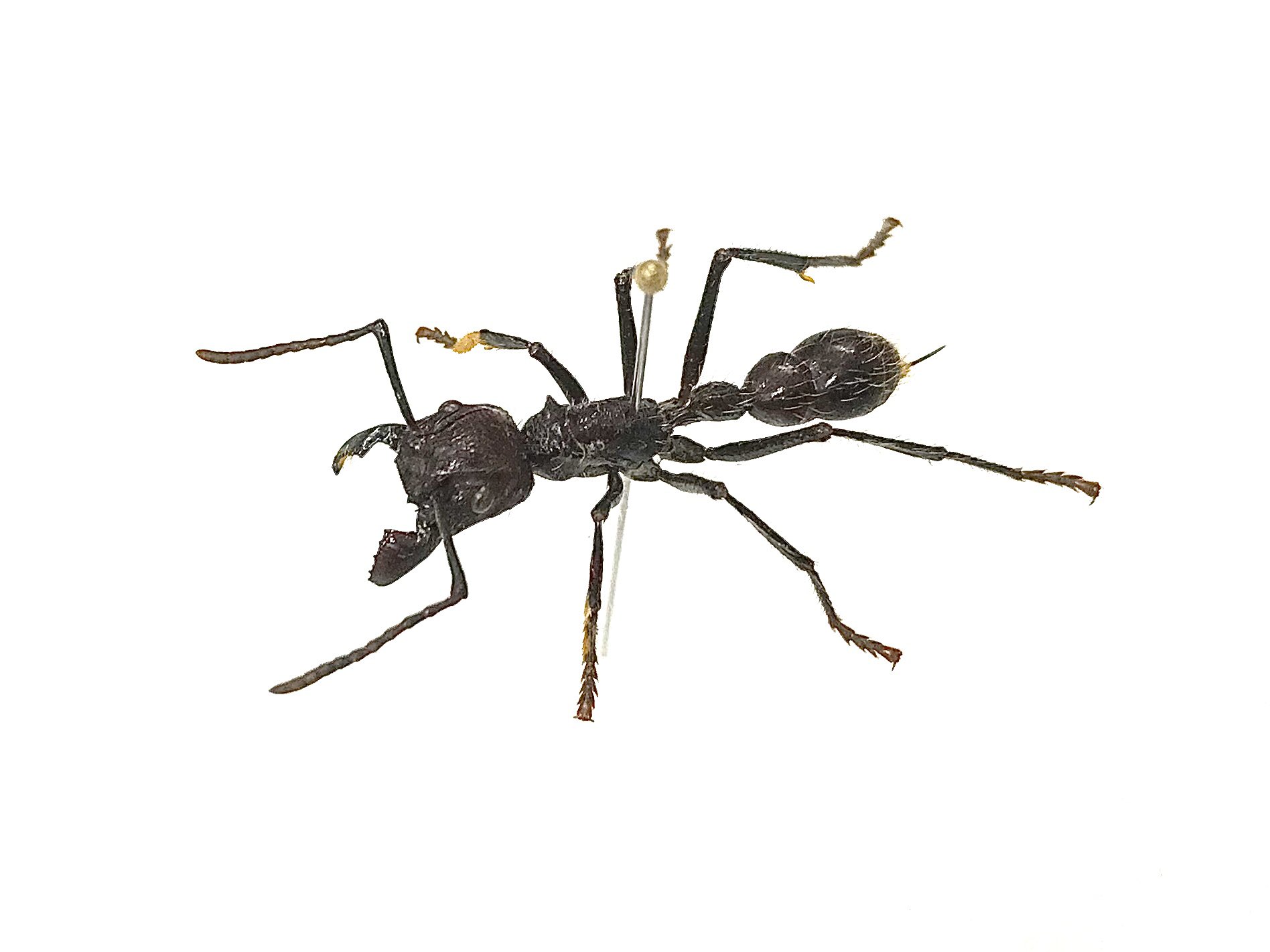 昆虫標本 未展脚標本 アフリカ産 タルサトゥスフトハリアリ 悪臭アリ