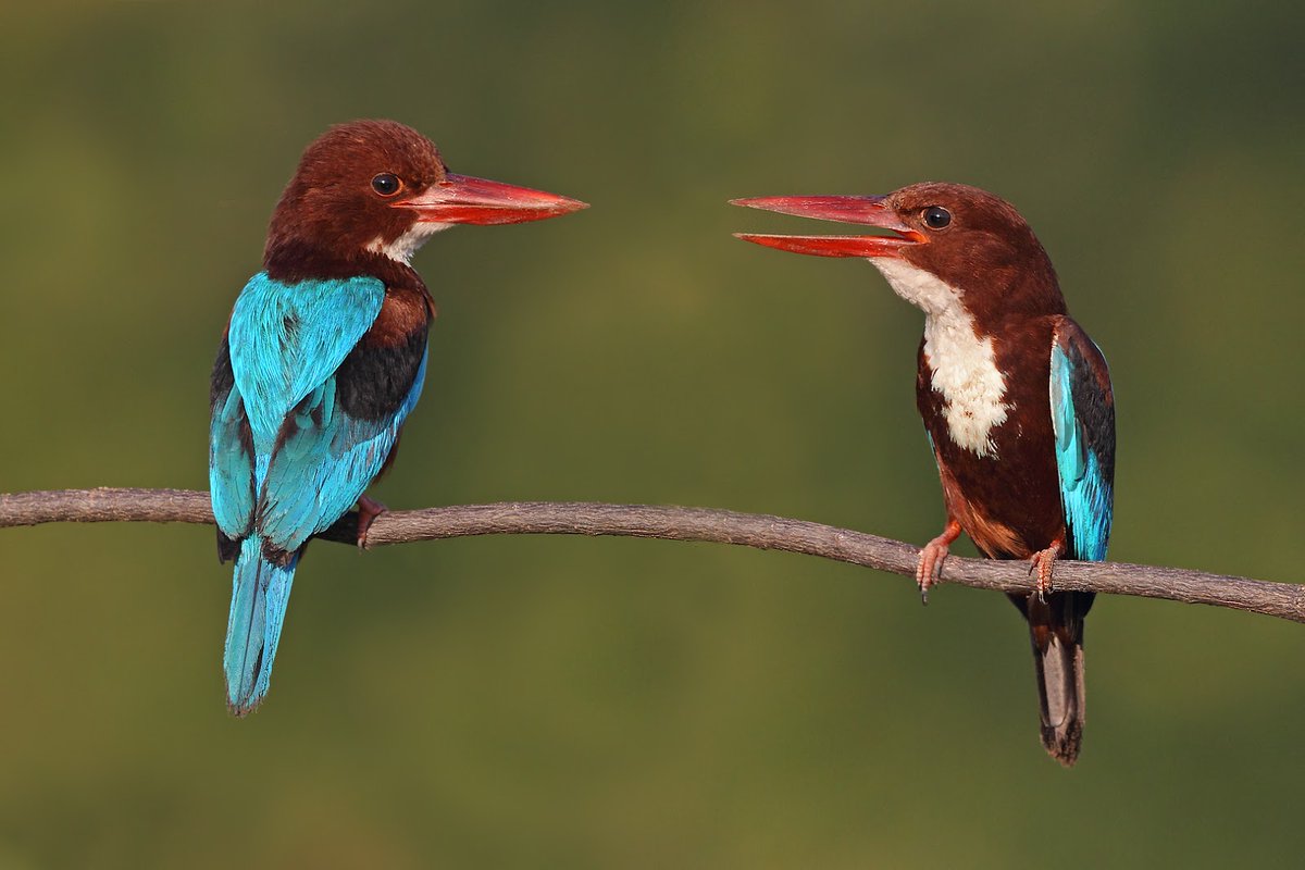 Аметистовый короткохвостый скворец. Look at that. Птицы картинки. Finding bird. Африканский блестящий скворец.