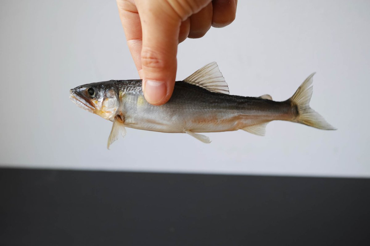 また、グリセリン置換標本も無事にできました。これまでの試行錯誤の