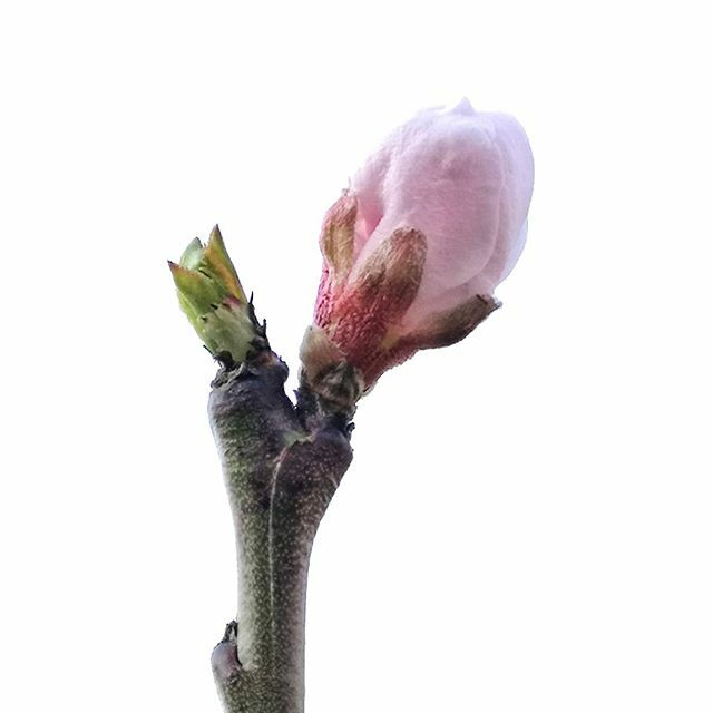 gerald_karner's tweet photo. Hoffnung

#hoffnung #hope #frühling #spring #blüte #blossom #pfirsich #peach #rosa #grün #green #garten #garden #gutenmorgen #goodmorning #photo #photography #huaweip20pro #picoftheday #instadaily #igersaustria #awesome #beautiful #amazing #gottistgut #godisgood https://t.co/f4e7YejGXE