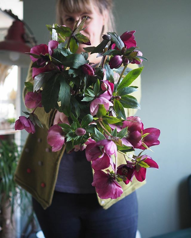 Not every day is good but there is some good in every day. -
I urge you to think of your one positive today. Mine is the fact that for now I’m still receiving flowers like these wonderful hellebores.
-
#wednesday #helleboreappreciationsociety #hellebore … ift.tt/3b4bxHr