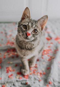 FeliniRocks's tweet photo. Katze | Kätzchen | Cat | Kitten | Cute | Playful | Toy | Süß | Niedlich | Pet | Funny | Photo | Photography #Funny #katzchen #katze #kitten #niedlich #Photo #playful https://t.co/Rh4P8BVQmq https://t.co/wKoenLTiNr