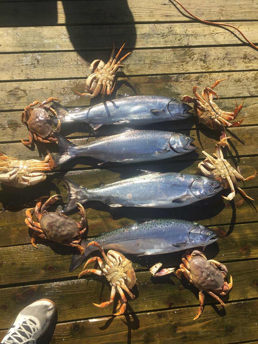 BLCFishing's tweet photo. Great day on the water! Our guests from Oklahoma took 4 salmon packed to travel with them. They released at least 25 more. The action was none stop. #vancouverhotels #salmonfishing #granvilleisland #salmonbc #fishingvancouver https://t.co/5B50Fq4W02