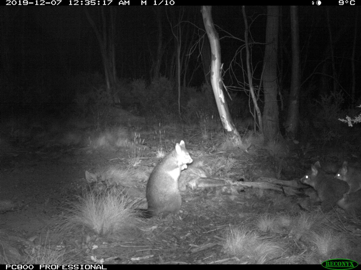 A great example of BOTH correct and incorrect #socialdistancing! #WildOz