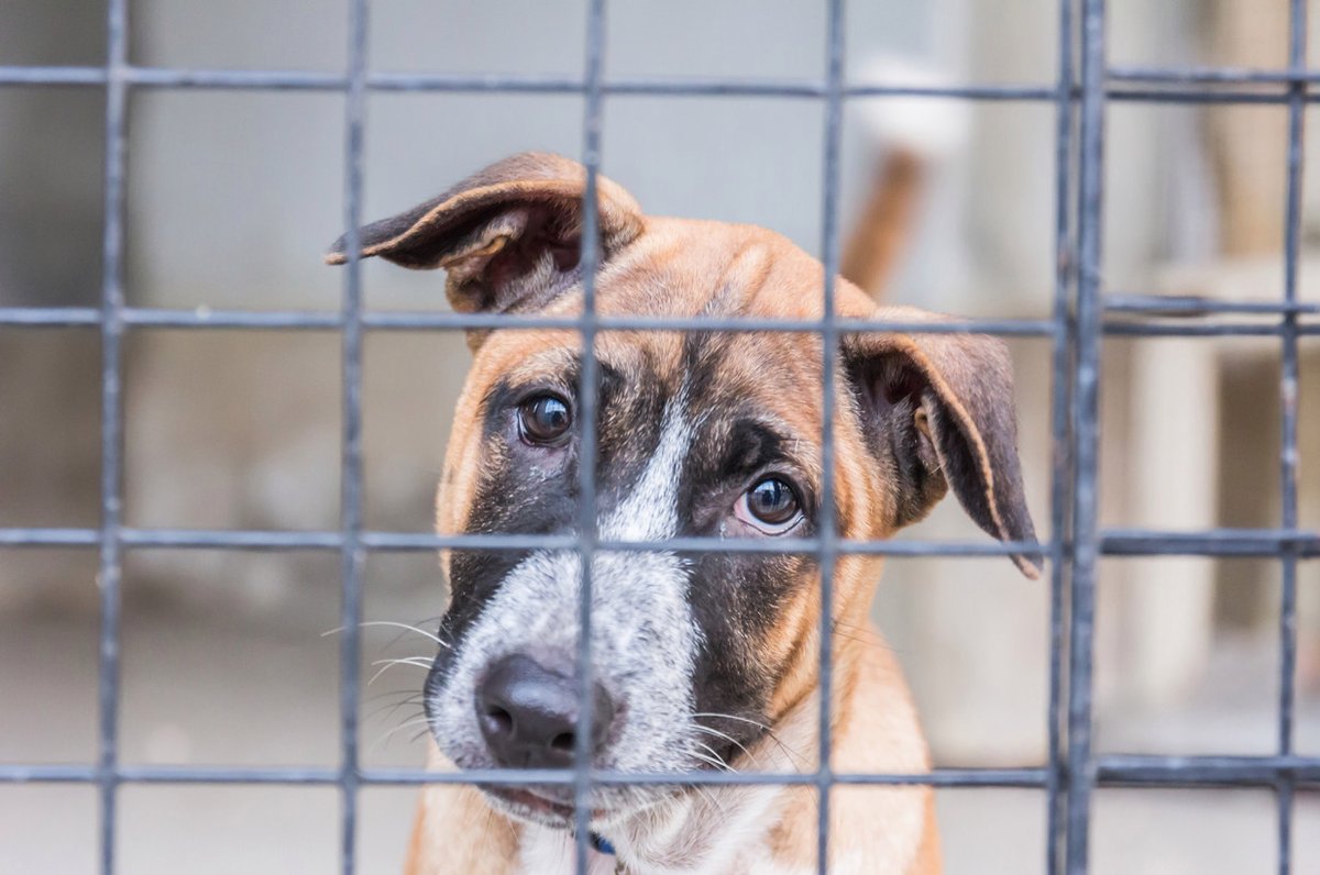 Why more adoptable NYC pets may be euthanized amid coronavirus 
<a href="/NYCMayor/">Mayor Zohran Kwame Mamdani</a> @NYCSpeakerCoJo
#NoKillNation
nypost.com/2020/03/16/why…