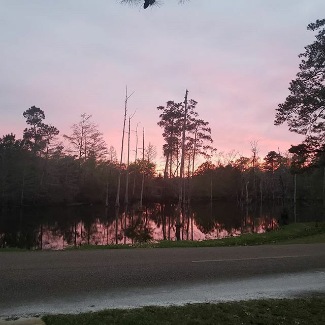 GraduatedKatie's tweet photo. Louisiana bayou. #nofilter https://t.co/apDDX1kE0Z