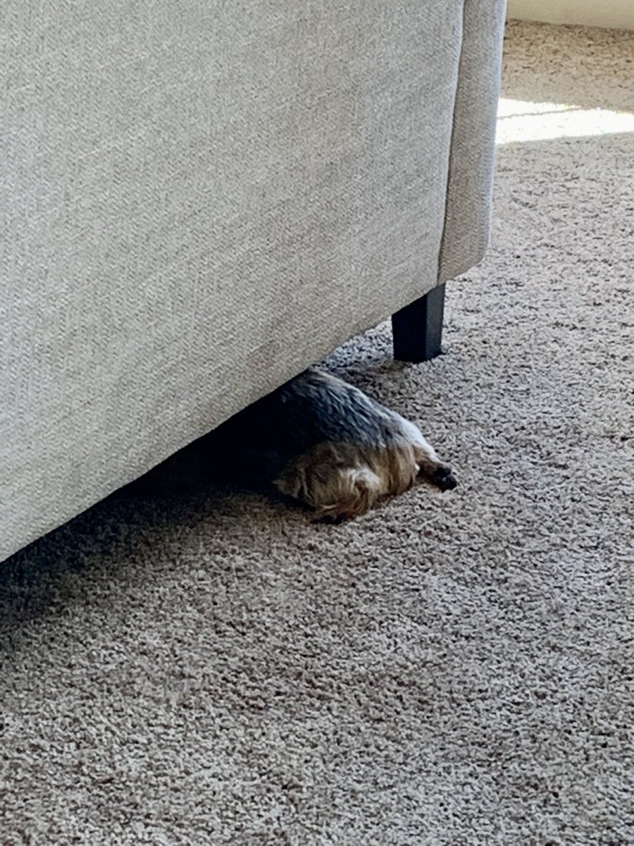 Daily pup photo-he’s “hiding.”