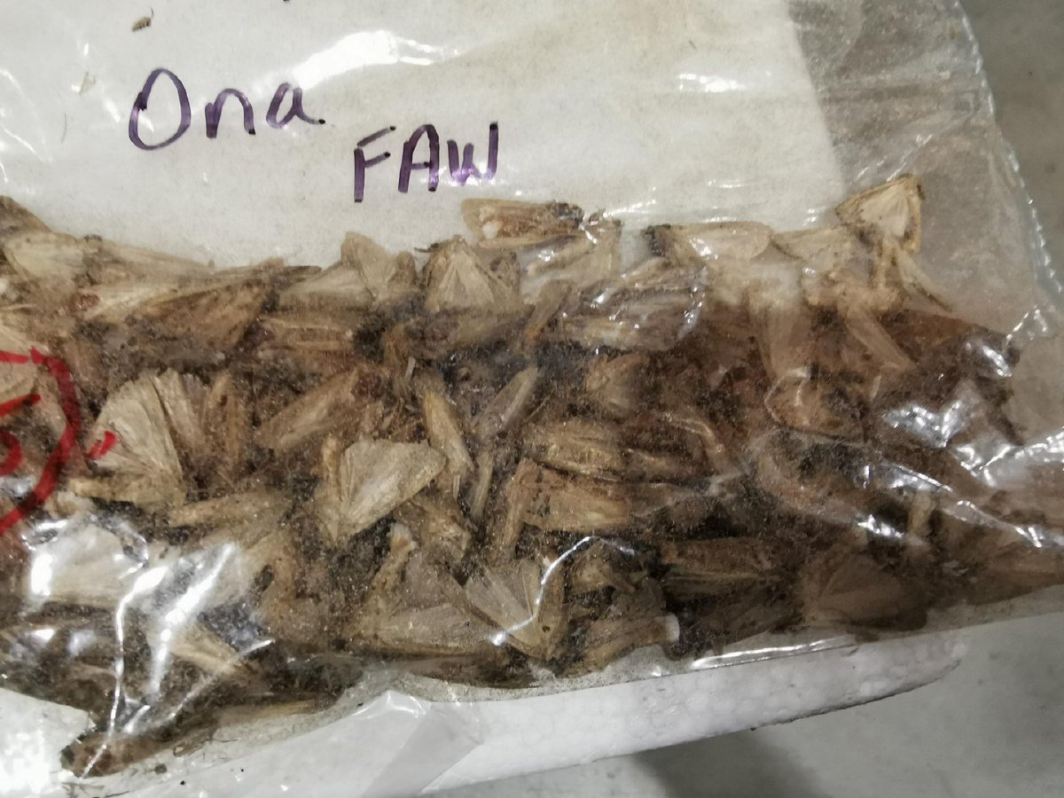 Group7asia's tweet image. #customs of Shenzhen post office ferret out harmful specimens of moths. 

#compliance #expressage