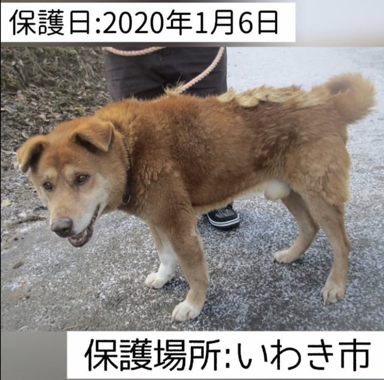 大タコちゃん 福島県いわき市保健所 首輪のある子です 飼い主さんさがしてあげてください 保護日 年1月6日 保護場所 いわき市内郷宮町金坂 性別 オス 肉球型スタッズ付赤革首輪 いわき市保健所 いわき市内郷高坂町四方木田191 0246 27 8592