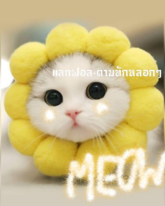 เมี๊ยวเมี๊ยวเมี๊ยว🐱 เมี๊ยวววววววววววววววววววววววววววววววววววววแลกฟอล ตามทักเมี๊ยวววววววววววววววววววววววววววววว
  //ยพท.ลฟตม🐈