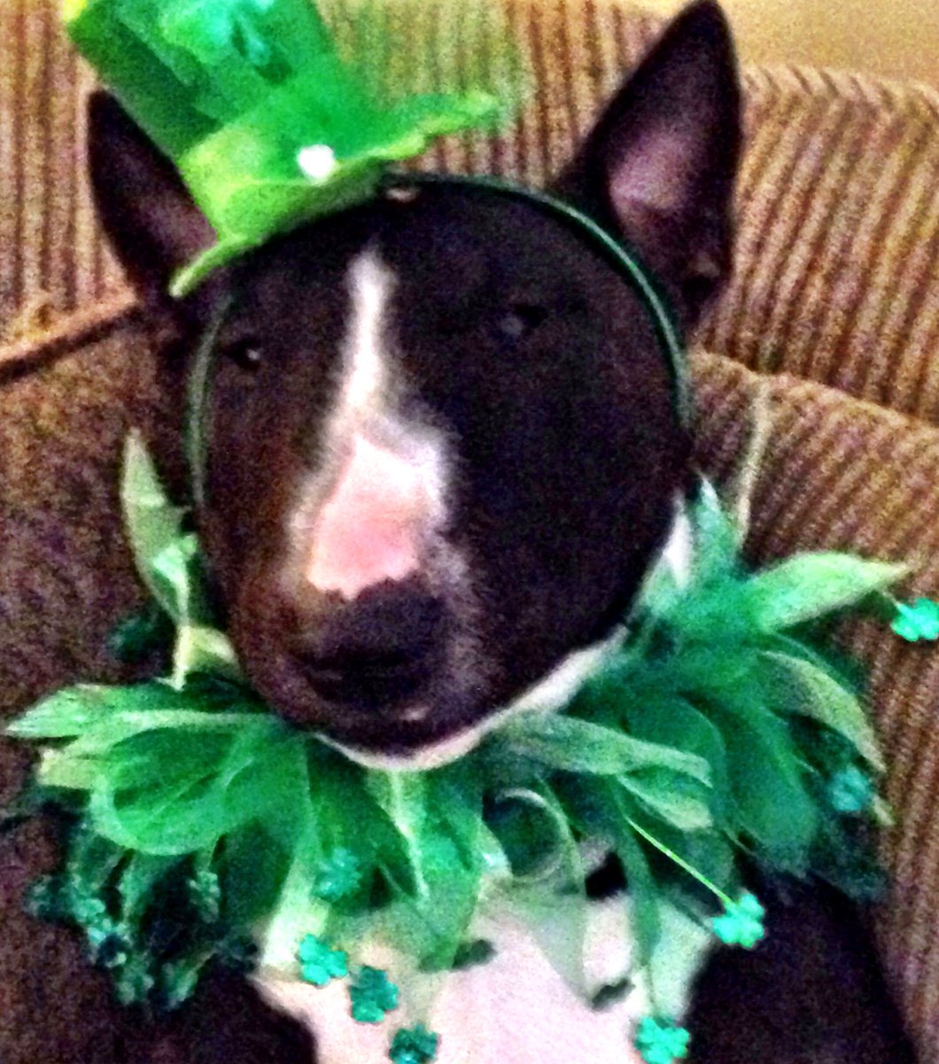 Happy St Patrick’s Day y’all!