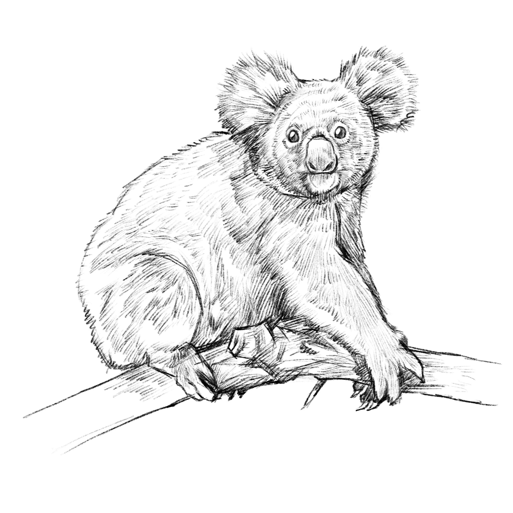 やまもと ゆうじ コアラ 動物スケッチ スケッチ 動物 スケッチブック お絵描き Sketch Procreate クロッキー タブレットでお絵かき Ipadでお絵描き Animalsketch らくがき 絵描きさんと繋がりたい イラストレーター イラスト 動物