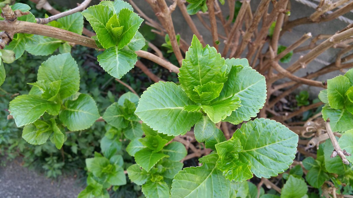 あじさいの新芽
