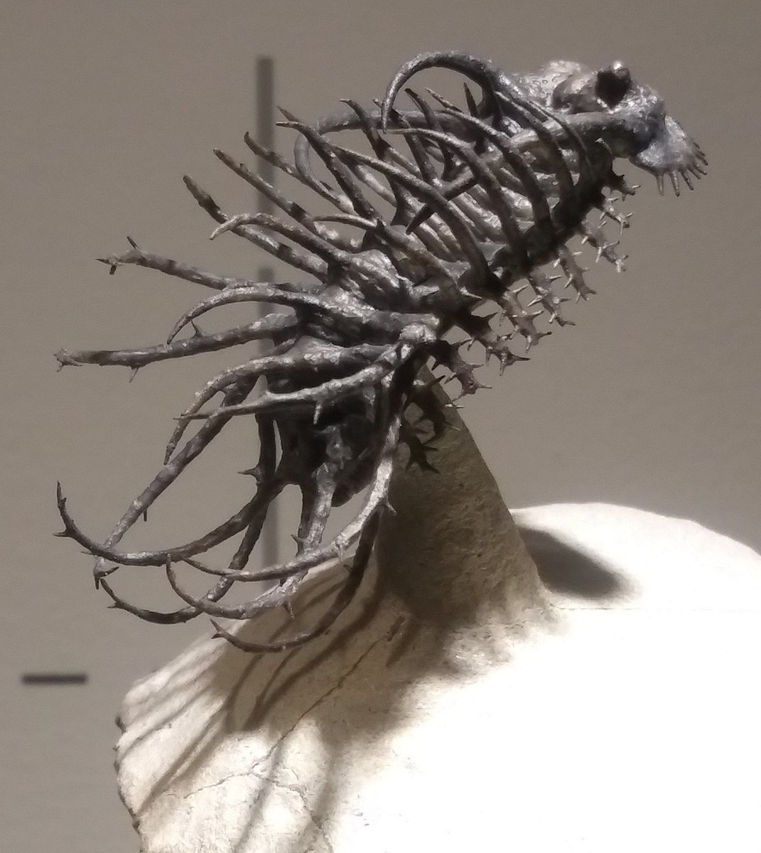 JohnRMoffitt's tweet photo. Sometimes you might want to remove as much matrix rock from around a trilobite exoskeleton fossil you found inside a chunk of limestone.

This 380 million yr old Devonian Koneprusia dahmani was found on Issoumour Mountain in the Anti Atlas mts of Africa.

#TrilobiteTuesday https://t.co/GJwBKg7Jub
