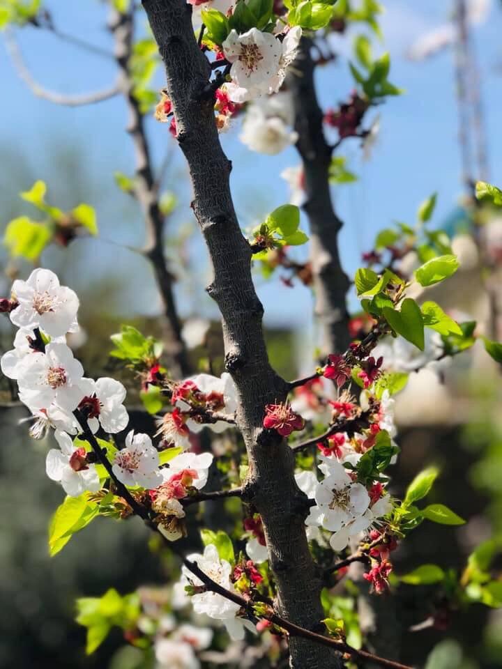 meer_ishtiaq's tweet photo. #Spring_is_here ...!!! https://t.co/KEpRiHfyZP
