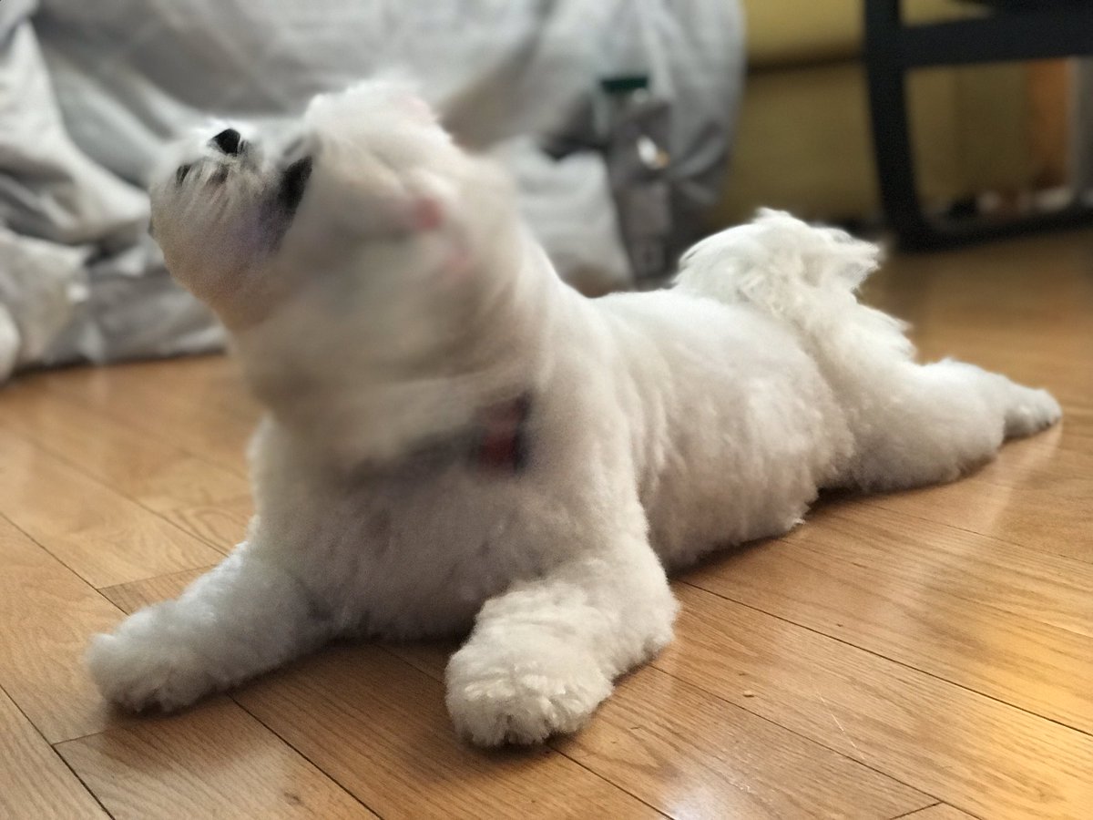 SaisonTee's tweet photo. she just got her cut and wash today and she’s flyy https://t.co/Ik0lhPEy6F