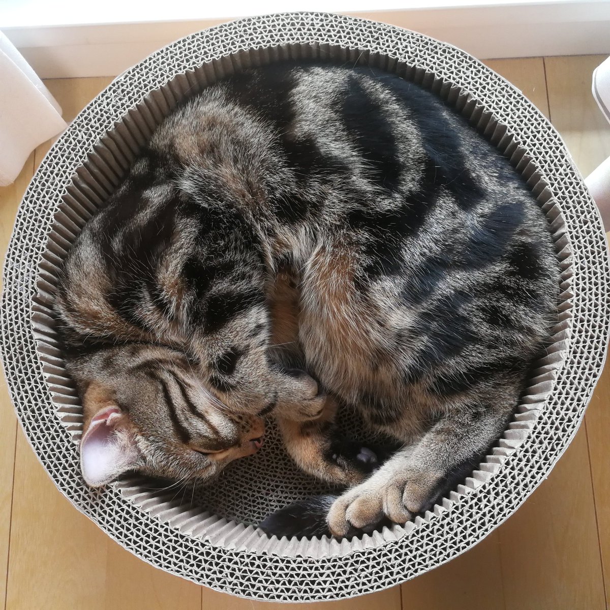 KotohaInc's tweet photo. 春の睡眠の日（いつも）
#猫 #きんぐ部長 https://t.co/0MhzO7BkUH