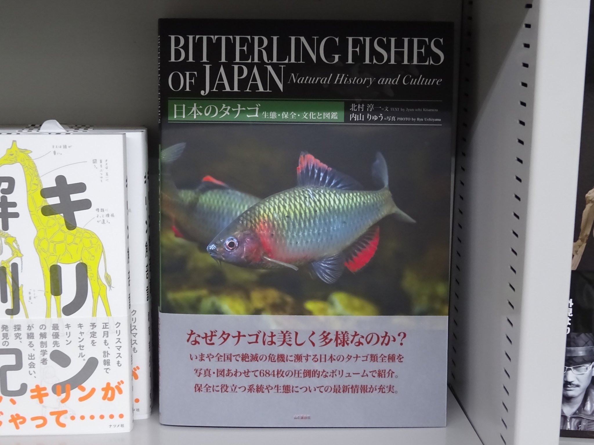 精文館書店 本店3ｆ En Twitter 北村淳一 内山りゅう 日本のタナゴ 生態 保全 文化と図鑑 山と渓谷社 入荷しました いまや全国で絶滅の危機に瀕する日本のタナゴ類全種を 写真 図あわせて684枚の圧倒的なボリュームで紹介 保全に役立つ系統や生態