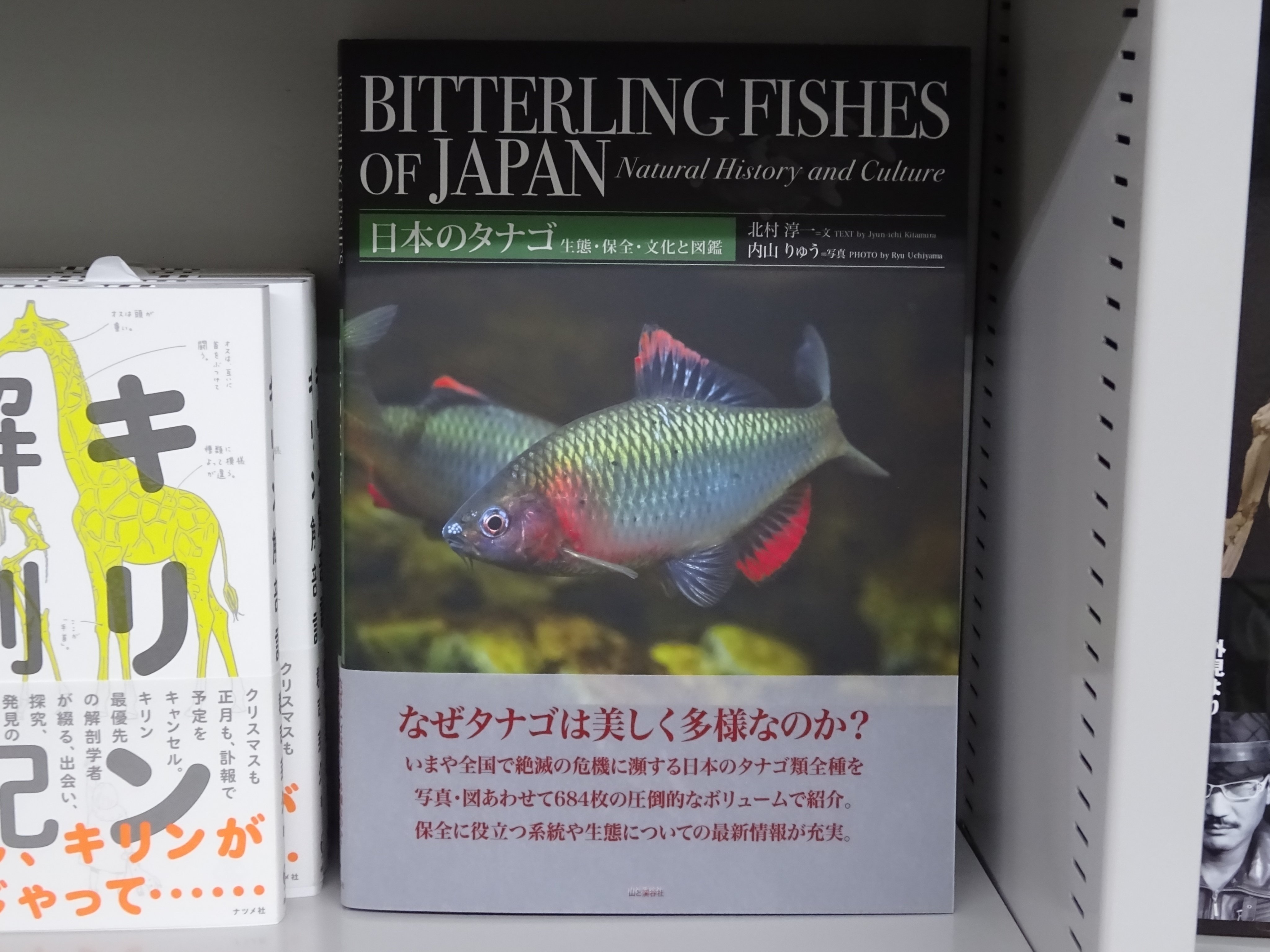 精文館書店 本店3ｆ 北村淳一 内山りゅう 日本のタナゴ 生態 保全 文化と図鑑 山と渓谷社 入荷しました いまや全国で絶滅の危機に瀕する日本のタナゴ類全種を 写真 図あわせて684枚の圧倒的なボリュームで紹介 保全に役立つ系統や生態