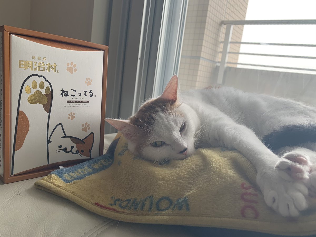 ねこってる