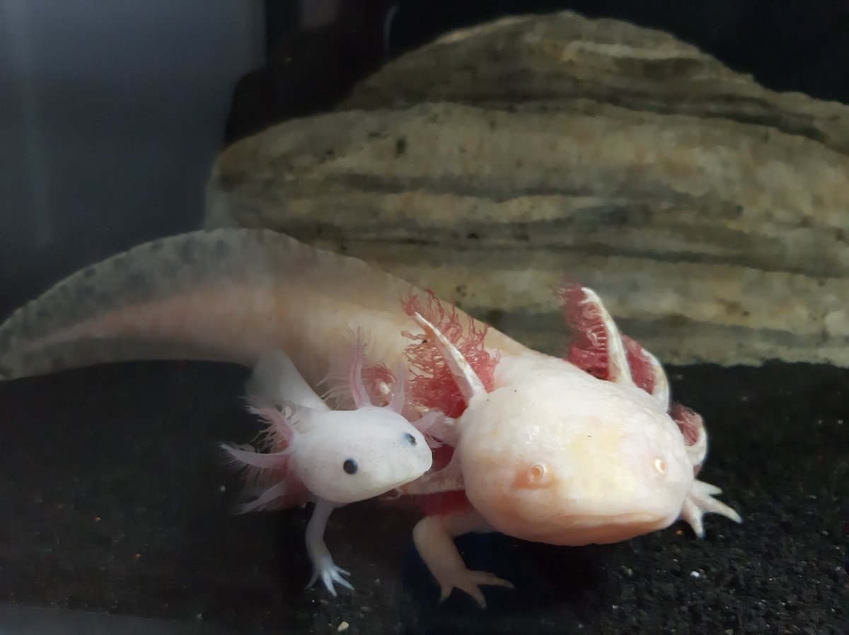 Drawsson's tweet image. My kids! 😍
Like axolotl?
❤ if you do!

#axolotl #fish  #travel #digitalnomad #laptoplifestyle #perspective #vlogger #business #entrepreneur #motivate #inspiration #socialmedia #animals #fun #friends #nature