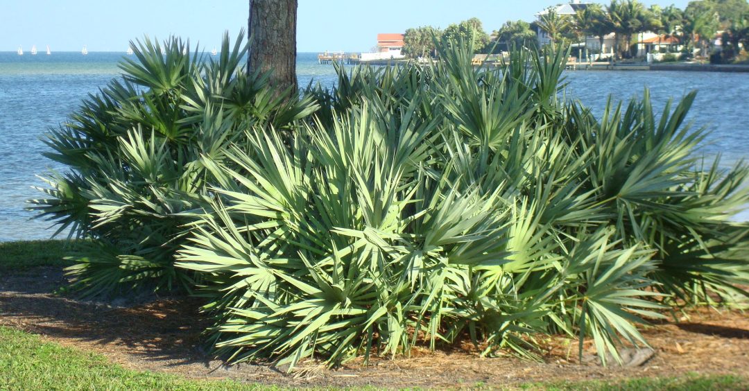 Look at that beautiful Saw Palmetto Plant!
Looking for US Made Product? 
Ask us about Saw Palmetto Oil, Powder, Softgels
--> Connoils.com 

#SawPalmetto #Connoils #Bulk #USA #USMADE