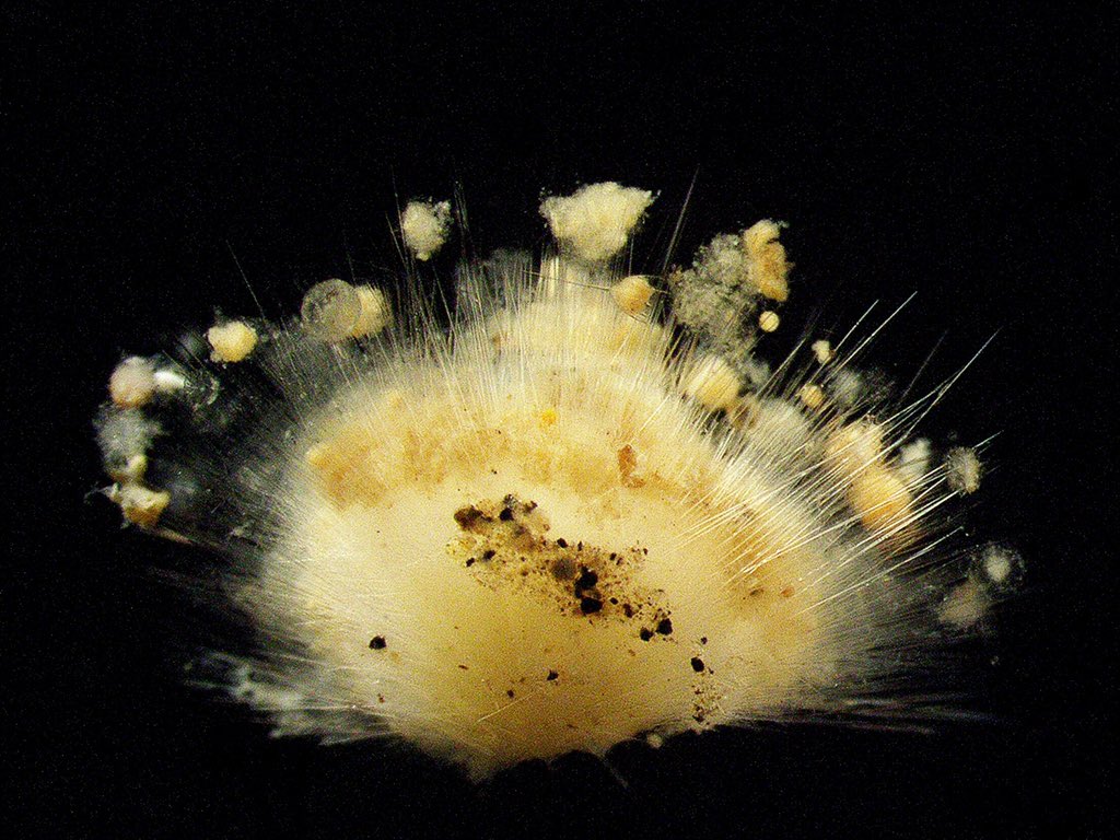 Abyssal beauty, at Clarion Clipperton. #Abyss2020 #sponge