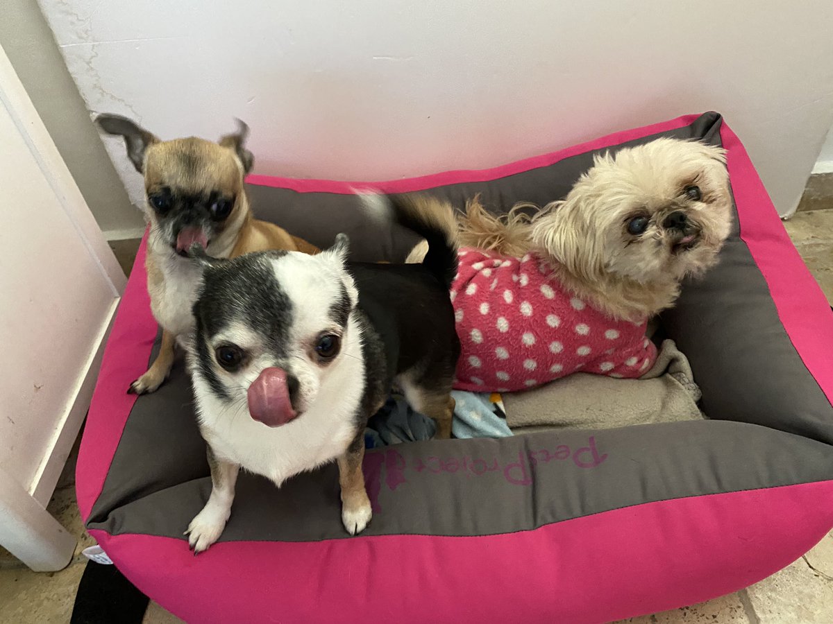 bartubes's tweet photo. Could this get any cuter? I think not! #DogsofTwittter https://t.co/jmTvkQfFqz