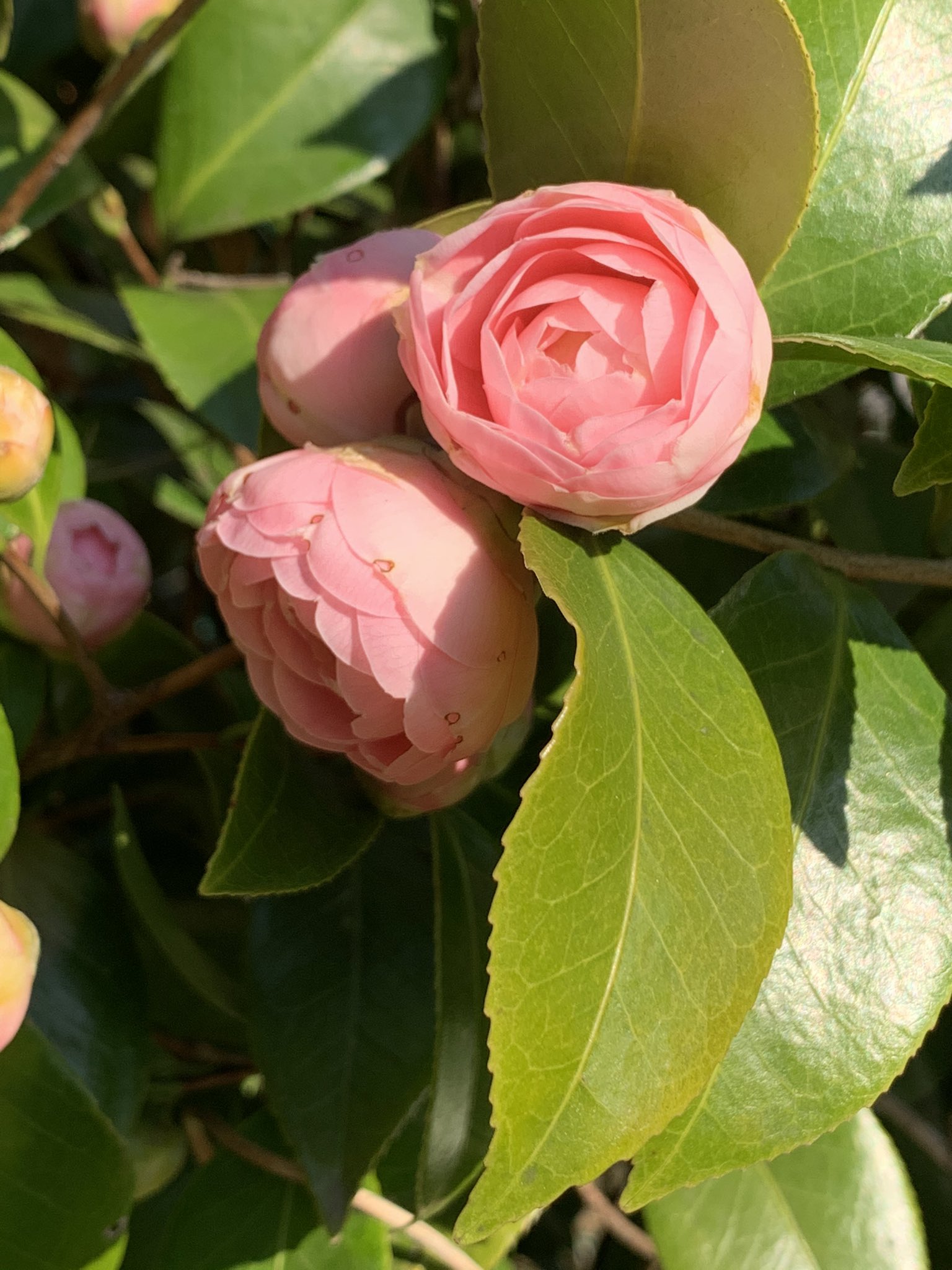 相島一之 子供たちと近所の公園に行く 椿の花 山茶花と椿ってそっくりなんだよね 早春に咲くのは椿 花は首からポトリと落ちる 子供の頃庭の椿で教わった お袋だったか親父だったか T Co 4lcbhrsroi Twitter