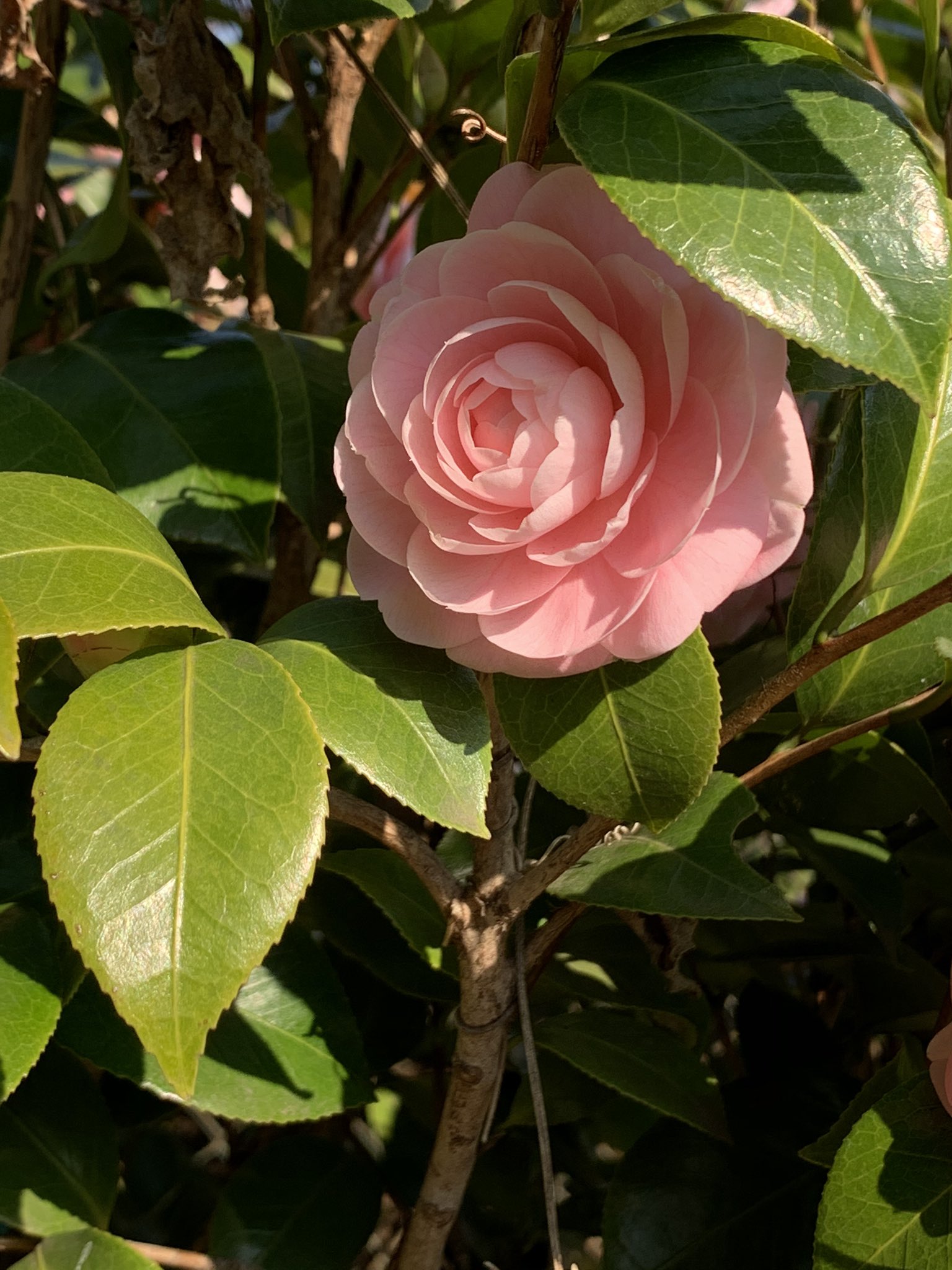 相島一之 子供たちと近所の公園に行く 椿の花 山茶花と椿ってそっくりなんだよね 早春に咲くのは椿 花は首からポトリと落ちる 子供の頃庭の椿で教わった お袋だったか親父だったか T Co 4lcbhrsroi Twitter