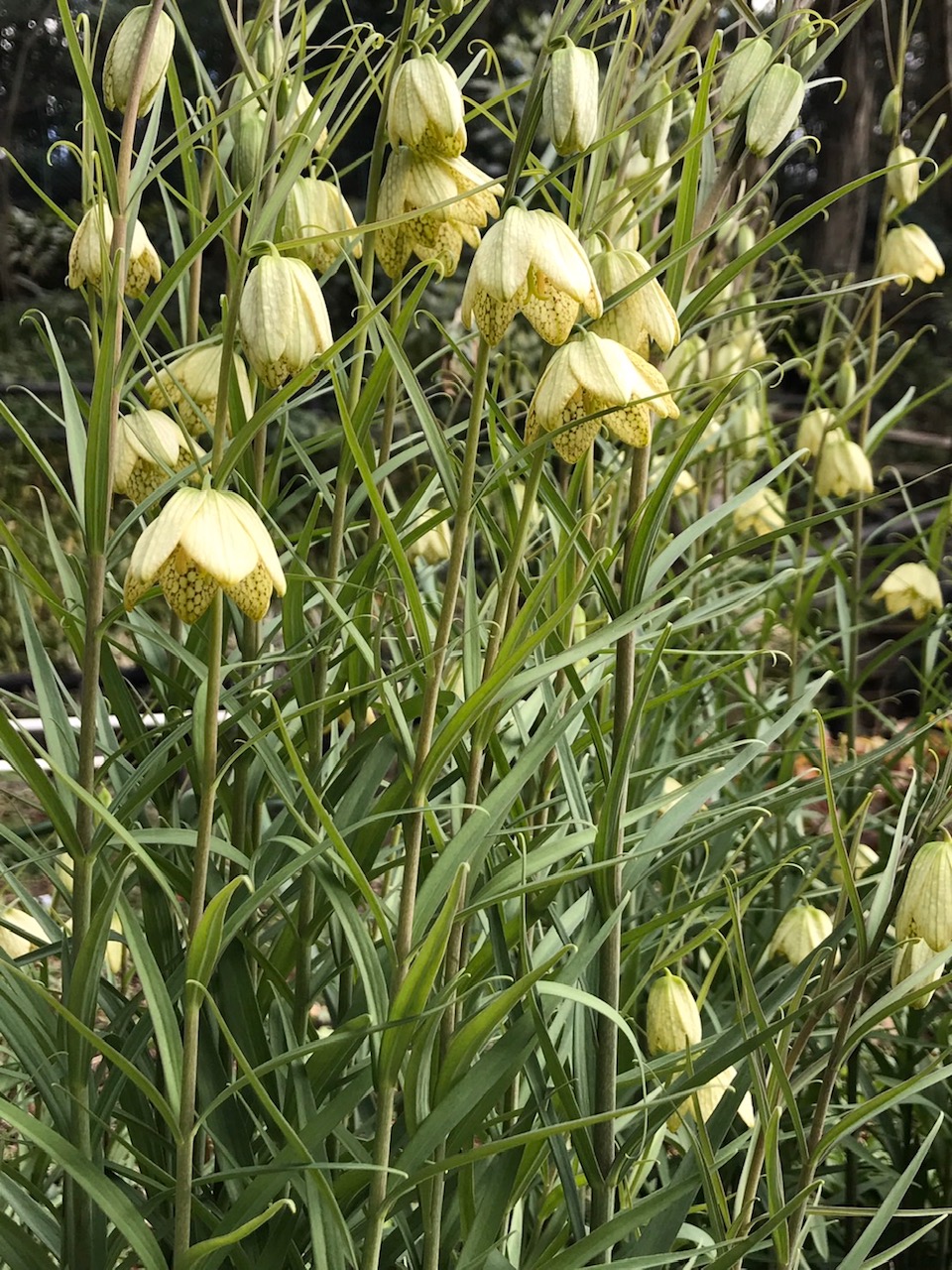 調布市 野草園の花情報 野草園では バイモ 貝母 が見ごろとなっています 花の内側に網目模様があり 下向きに咲く花 姿が編み笠を連想させることから 編笠百合 アミガサユリ の別名もあります 花言葉は 謙虚な心 T Co Hvztecjxfl