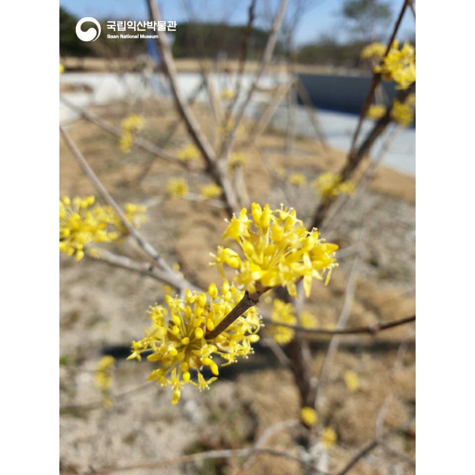 봄소식을 알려주는 노오란 산수유 꽃이 피었습니다~
봄은 저희 앞으로 성큼 다가왔지만 
저희 박물관은 코로나19로 인하여 아직도 추운 겨울 같습니다😂
코로나19가 안정되고 어서 빨리 박물관이 개관하길 바라봅니다🙏

#국립익산박물관 #임시휴관 #산수유 #봄소식 #미륵사지 #코로나19
