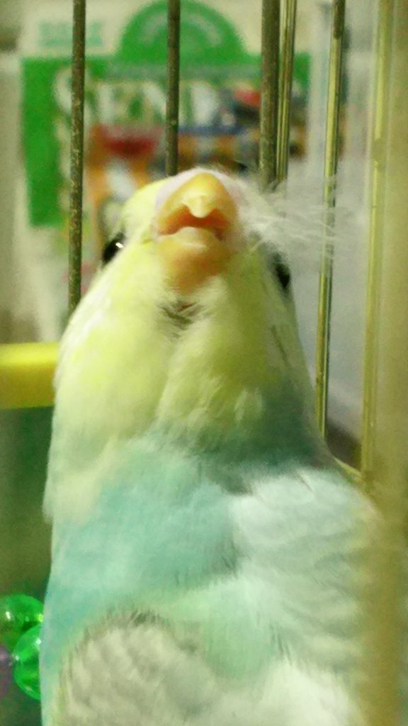 可愛いインコ