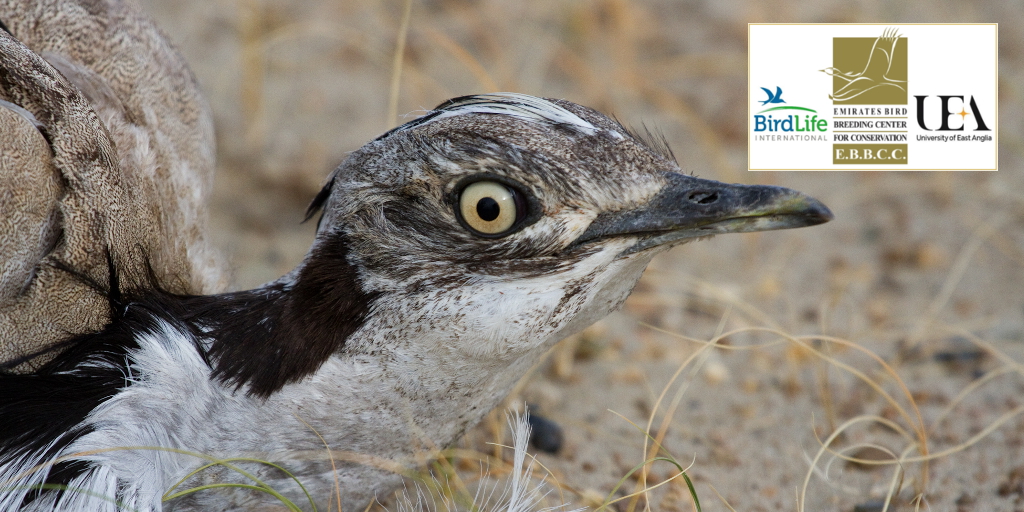 Evidence from a translocation experiment- a collaboration between  @uniofeastanglia and  @BirdLife_News.  @ueaceec  @ueaenv  @RSocPublishing  @UEAResearch  @birdlife_me  @RSPBScience  @IBIS_journal  @_OSME