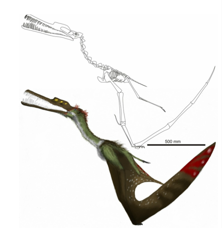 Lastly, amazing skeletal and full-bodied reconstructions by  @MarkWitton (2013). Note the long tail, which is unusual for Cretaceous pterosaurs. Pterosaurologists are unsure if this relatively elongate tail had any function (3/3)