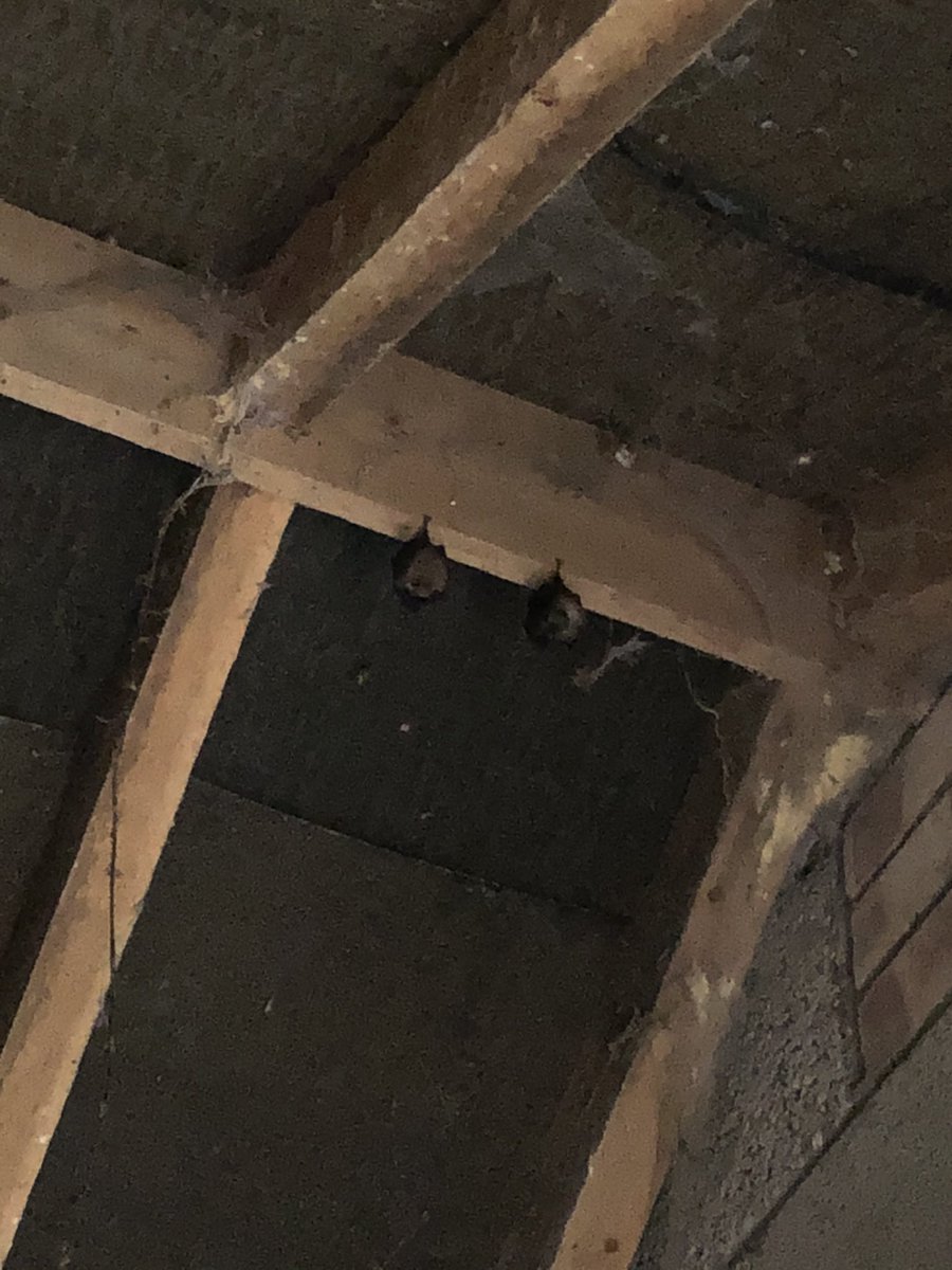 The shed bat is back!! Returned yesterday- and with a friend. V honoured. Don’t seem much bothered by my comings and goings where have they been? Is this the same bat (lesser horseshoe)using the shed for last 3 yrs?