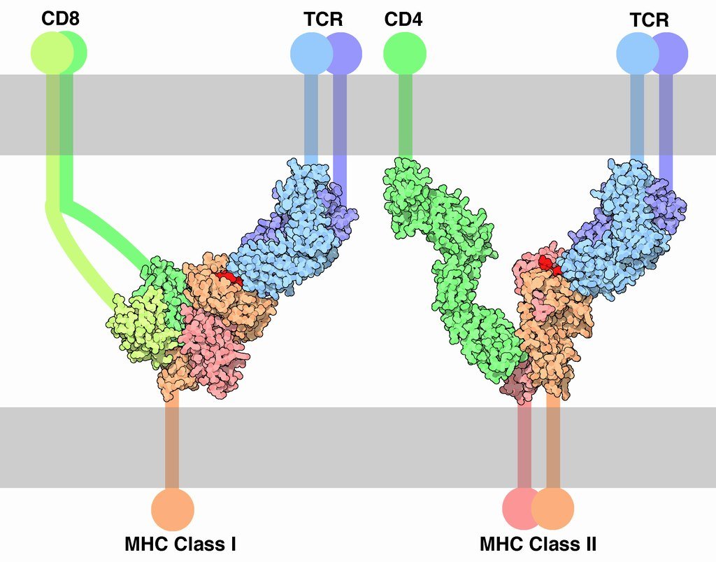 Side note: CD4 and CD8 are the co-receptors for the T Cell Receptor. Both cells have the same T Cell Receptor (TCR). The TCR is the same. The Co-receptor helps "stabilise" the TCR-MHC interaction, think of it as a stabaliser. CD8 stabalises TCR:MHC II and CD4 TCR:MHC I.