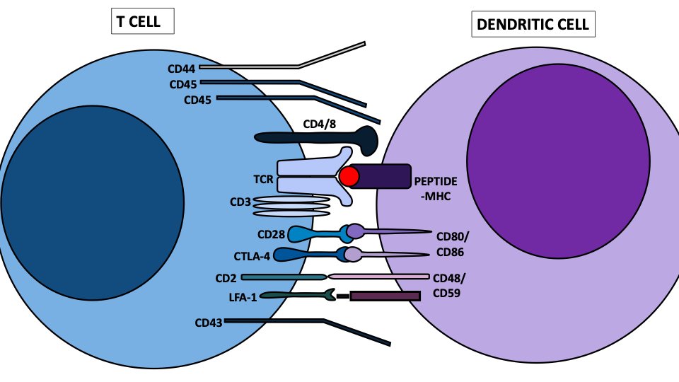 This is a complex process, T cells and DC interact a lot. Think of it as a big make out session. This is sometimes called "the immunological synapse" because a large amoung of information in the form of receptor:ligand interactions.