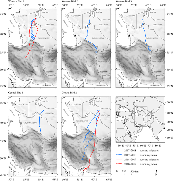 Translocated,  #captivereared birds from the east migrated further than adults from either west or central recipient populations, continuing past suitable wintering grounds, despite having to negotiate mountain obstacles.  #ornithology  #migrationstudies