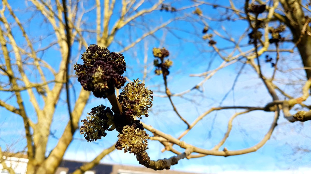 De Boominspecteurs tweet media