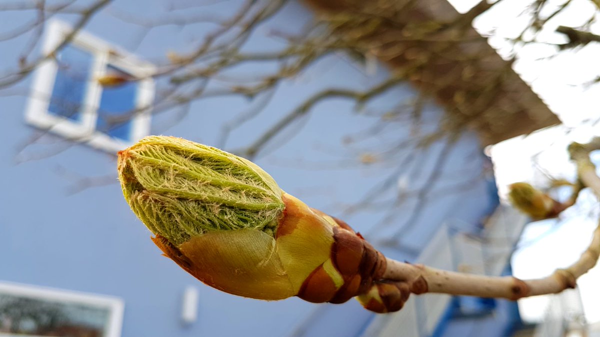 De Boominspecteurs tweet media