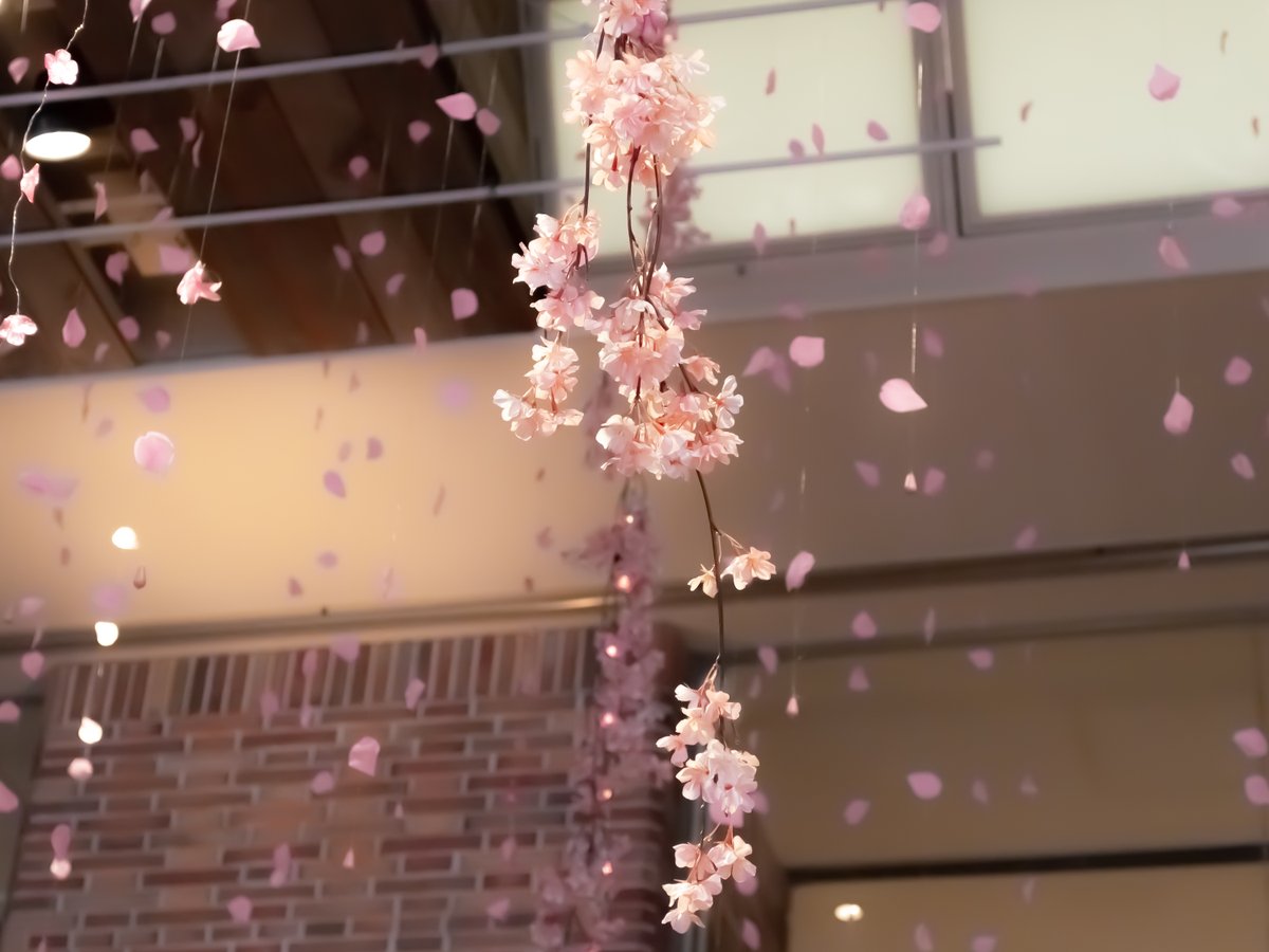 えり 春のデコレーション 花びらが降ってくるようで 綺麗でした 桜 花 花好き 花撮 一眼レフ