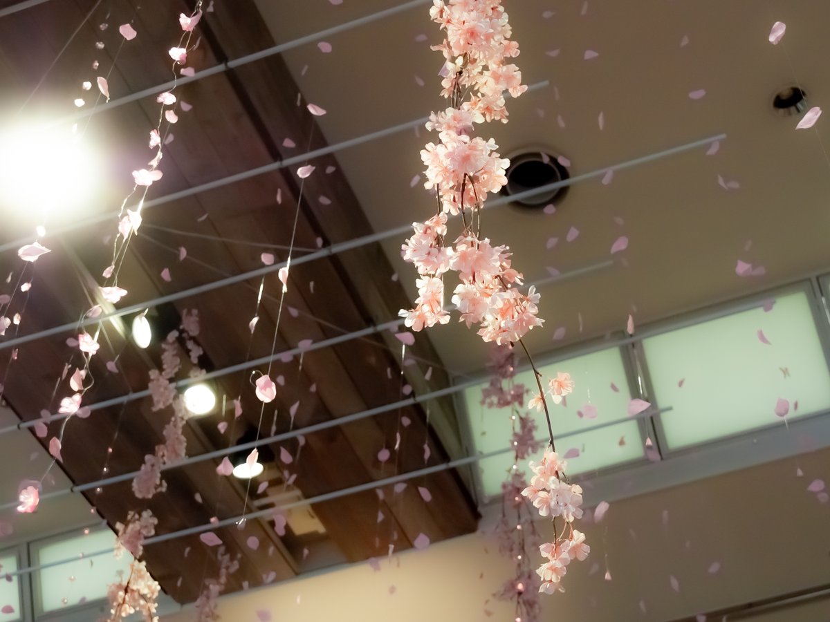えり 春のデコレーション 花びらが降ってくるようで 綺麗でした 桜 花 花好き 花撮 一眼レフ